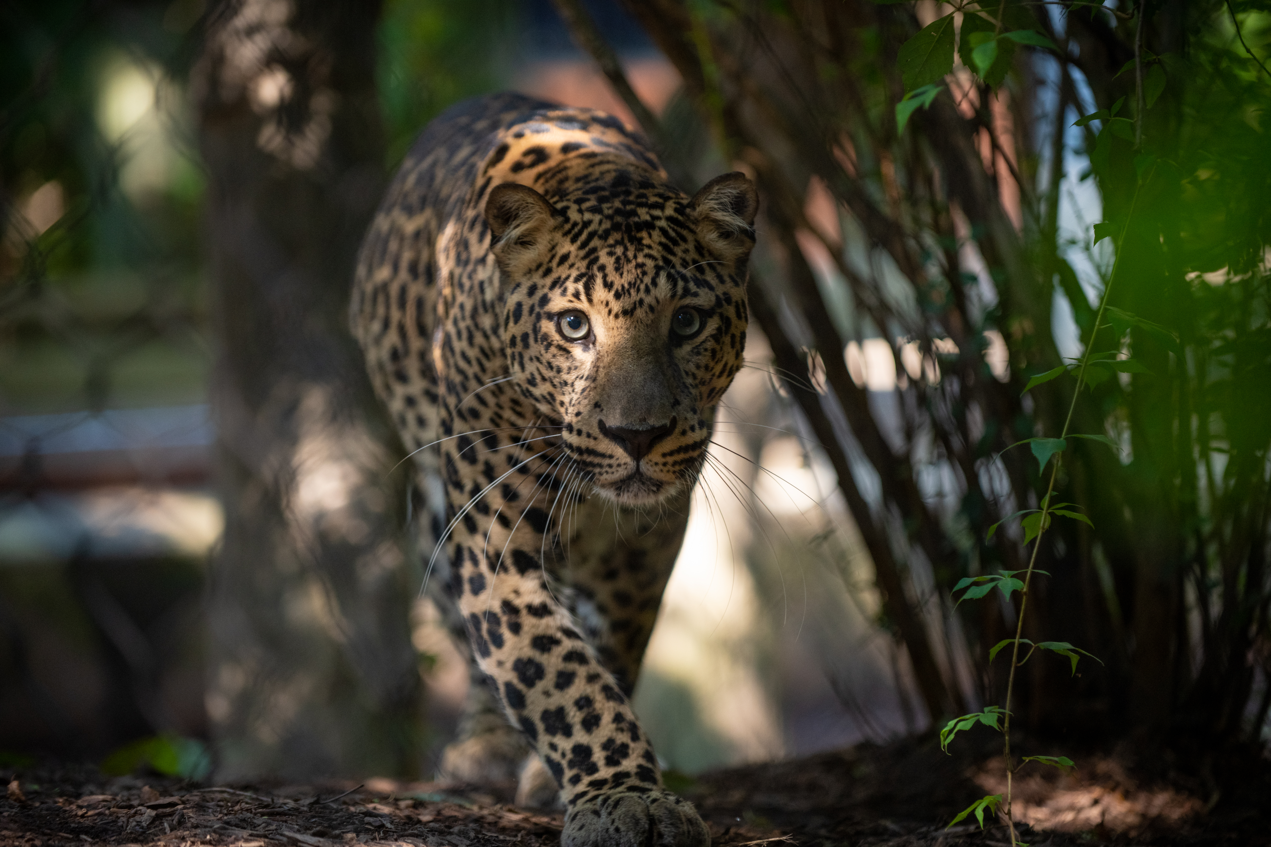 『 Green Leopard fam 』by Zuberi 30*40cm Green Leopard fam 』by Zuberi 30*40cm Iconic Leopard - Green